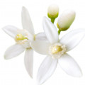Hoa Cam / Neroli
